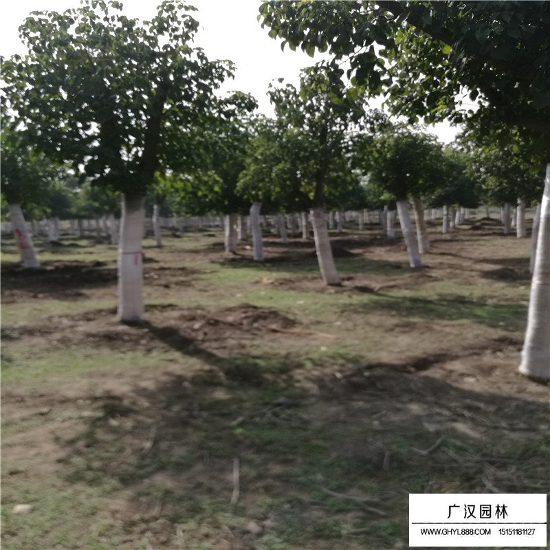 重陽(yáng)木價(jià)格