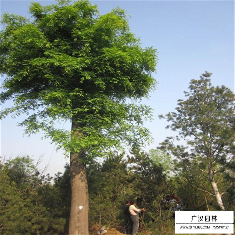 皂角樹產(chǎn)地