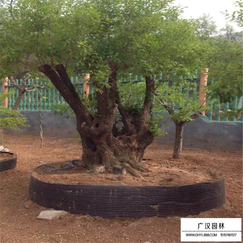 流蘇樹價(jià)格