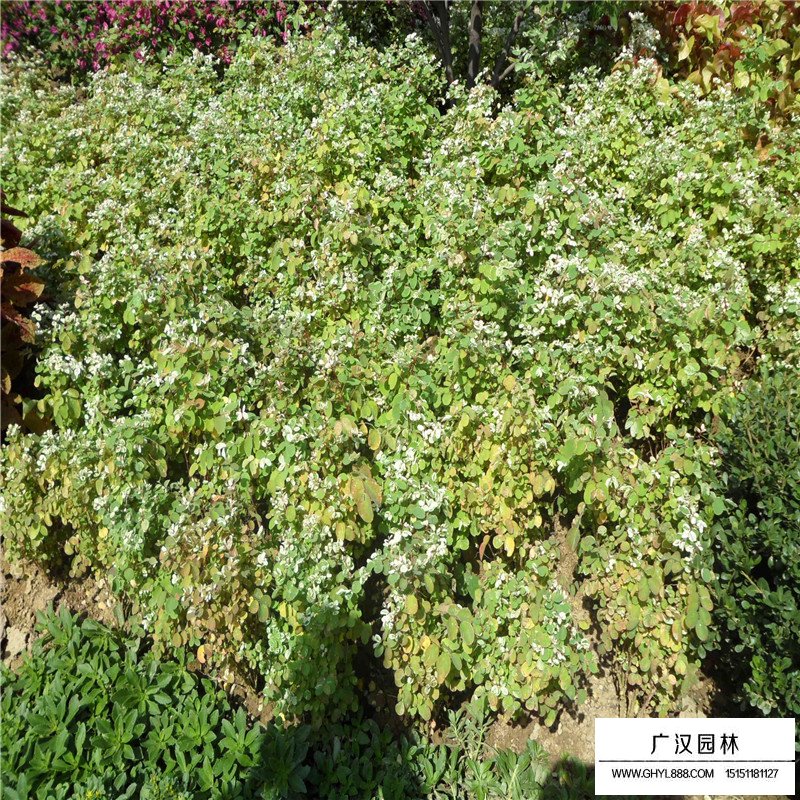 珍珠梅價(jià)格