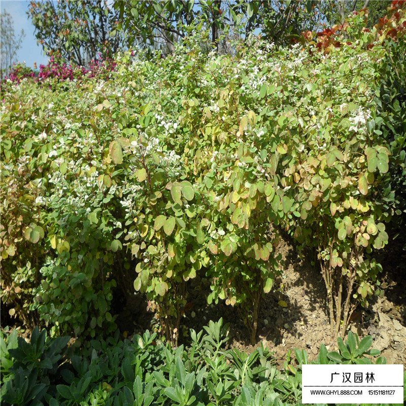 珍珠梅價(jià)格