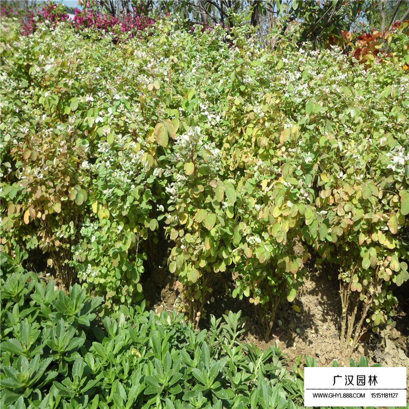 珍珠梅價(jià)格