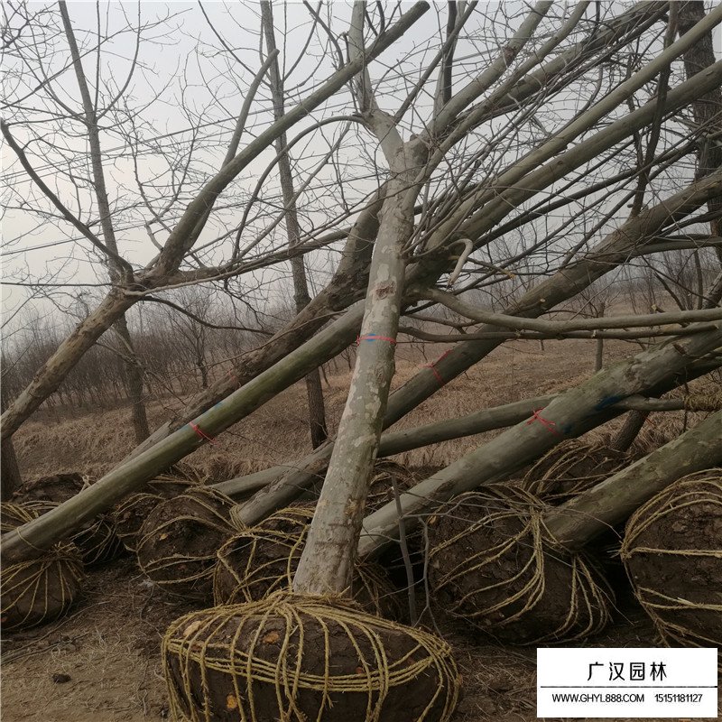 法桐的價(jià)格