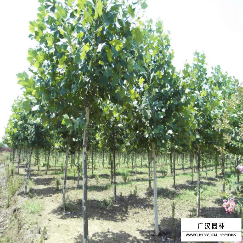 法桐的價(jià)格