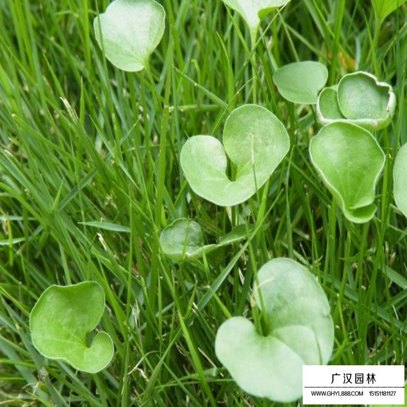 馬蹄筋的價(jià)格