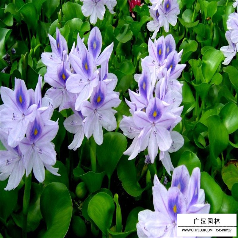 水葫蘆產(chǎn)地