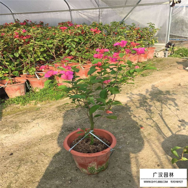 三角梅產(chǎn)地