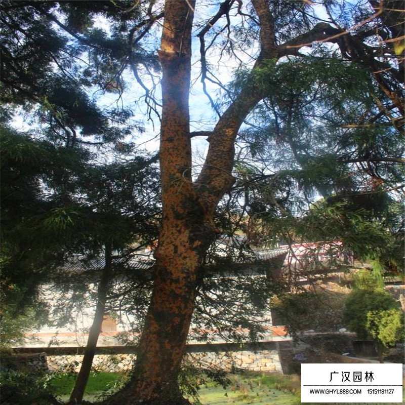 榔榆樹價(jià)格