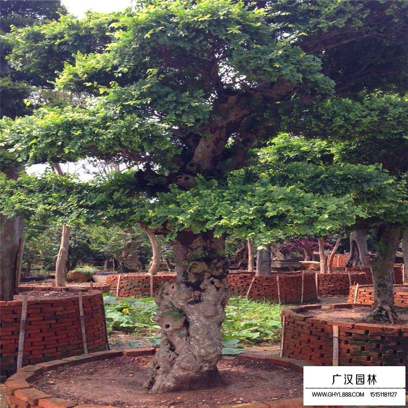 榔榆樹價(jià)格