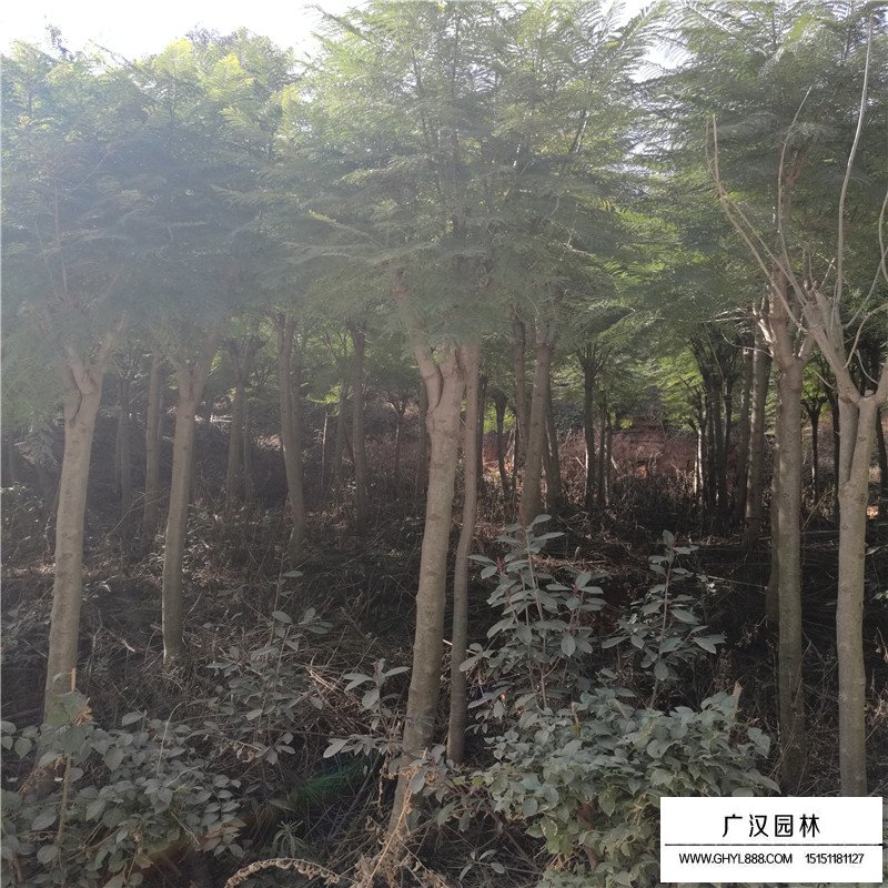 藍花楹產(chǎn)地