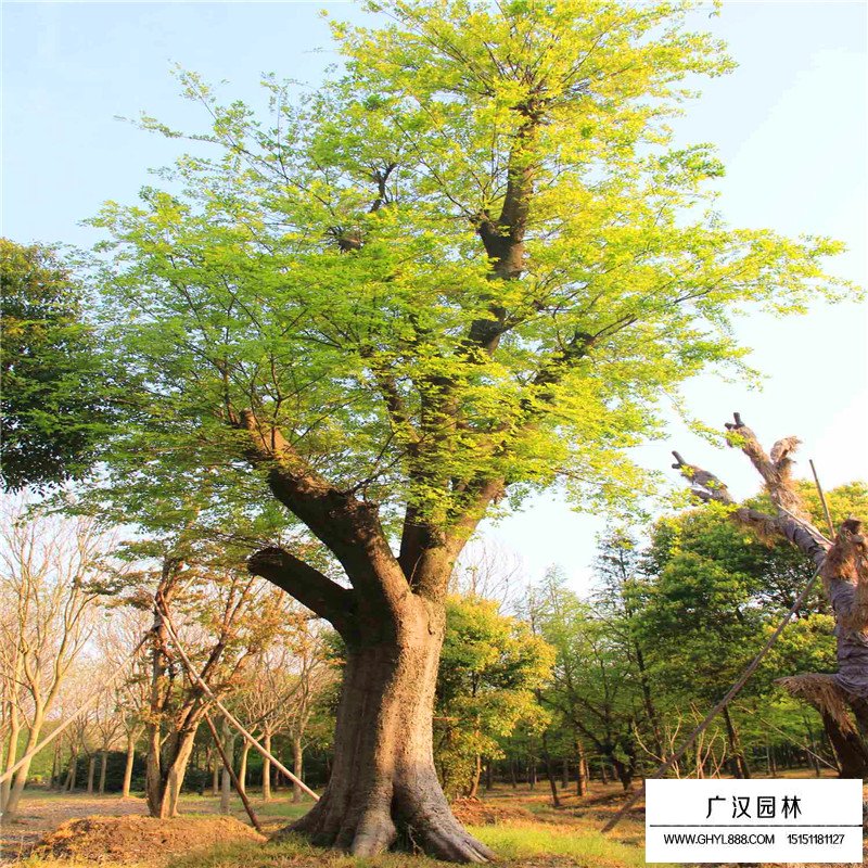 榔榆樹價(jià)格