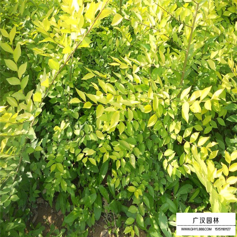 金葉榆價(jià)格