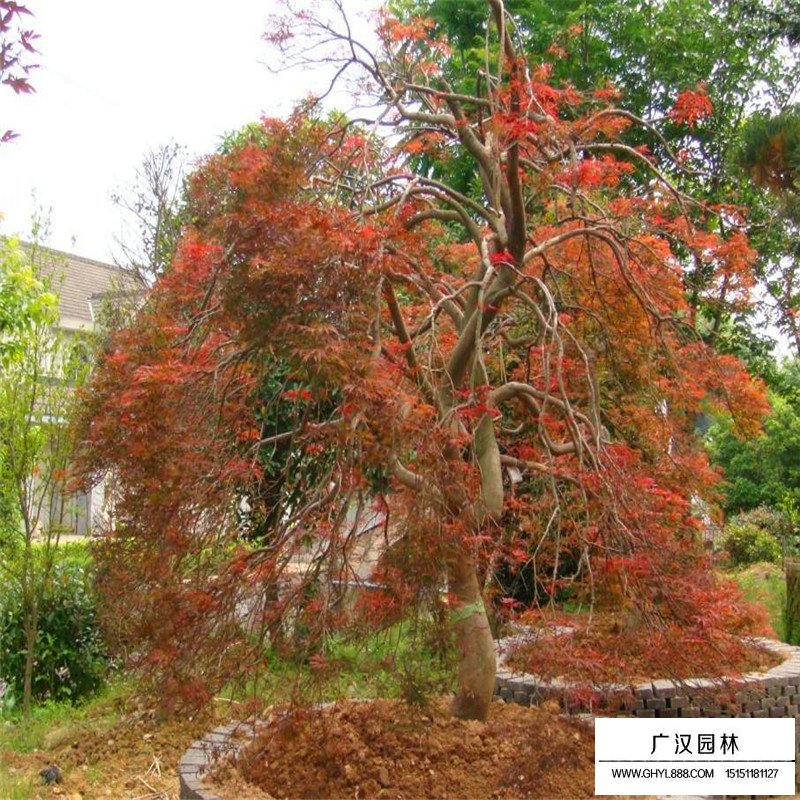 羽毛楓產(chǎn)地