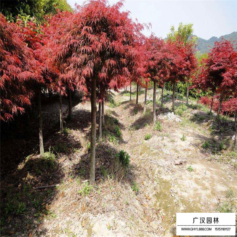 羽毛楓產(chǎn)地