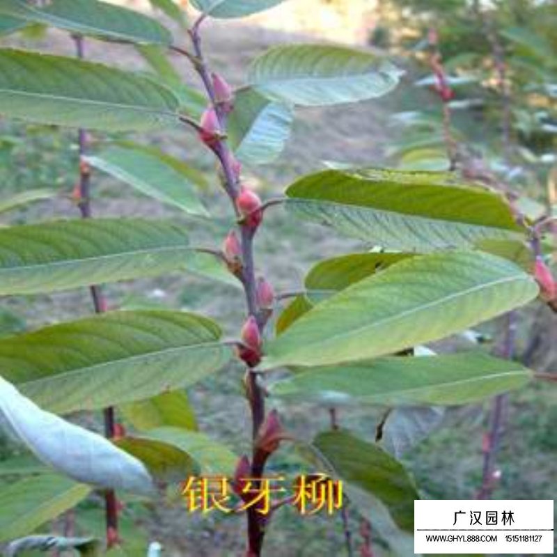 銀芽柳產(chǎn)地