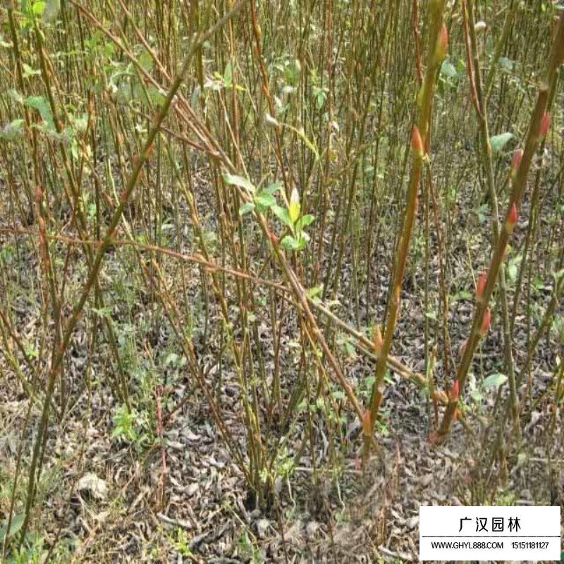 銀芽柳產(chǎn)地