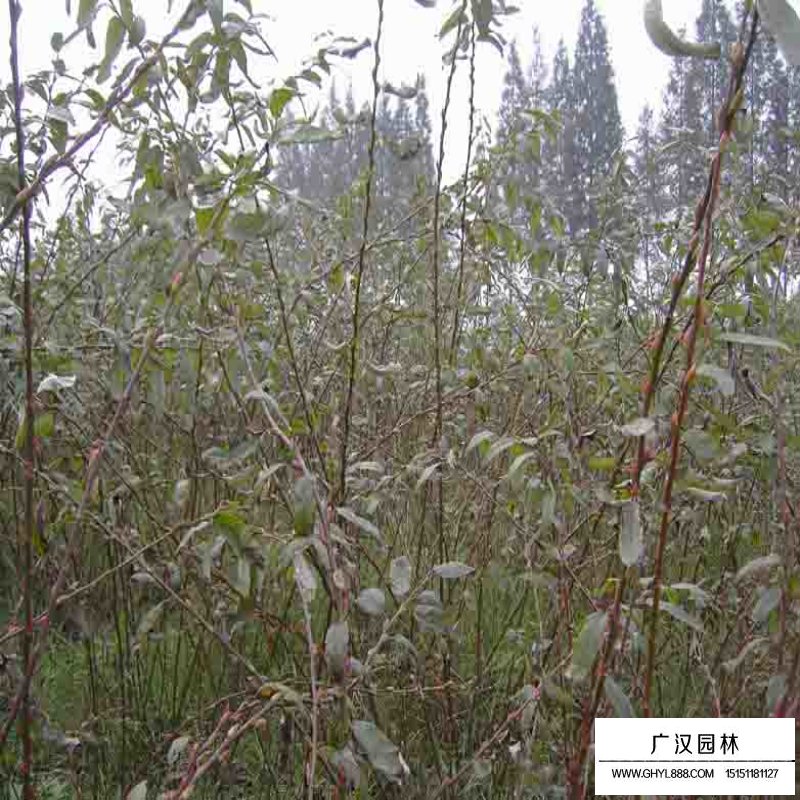 銀芽柳產(chǎn)地