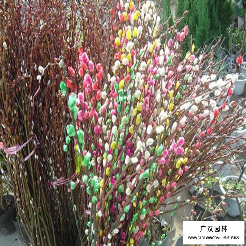 銀芽柳產(chǎn)地