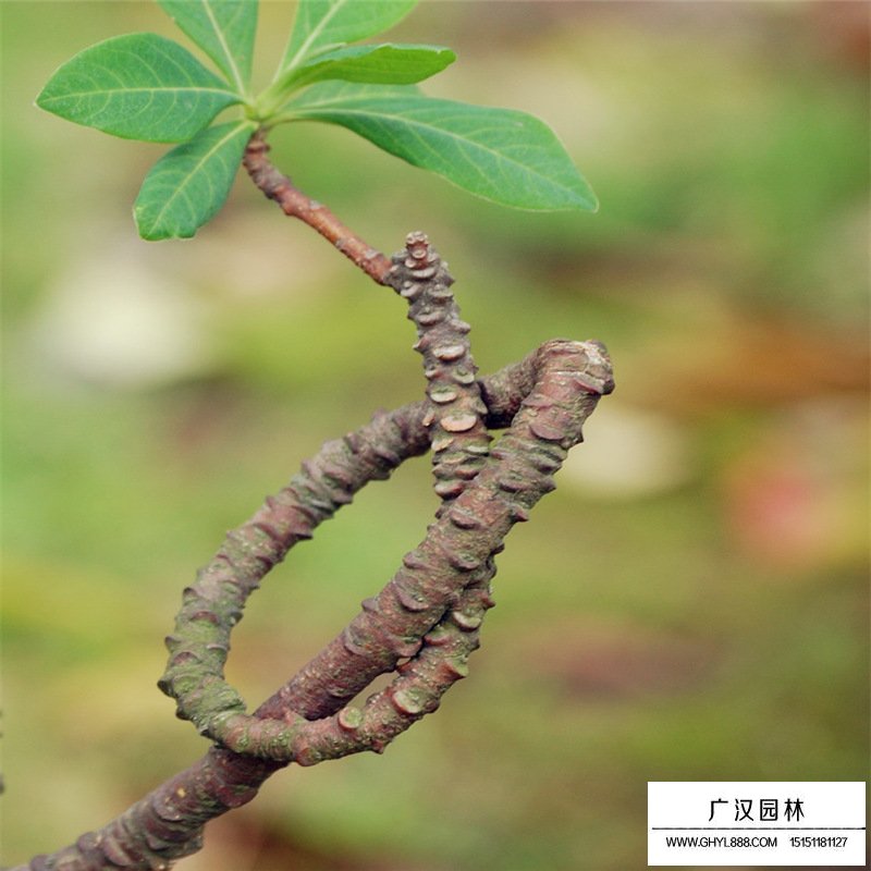 結(jié)香價(jià)格