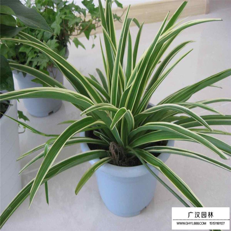 金邊麥冬草產(chǎn)地