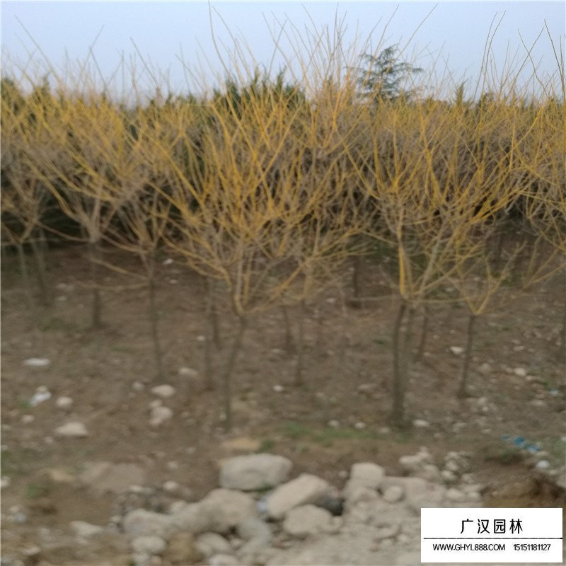 金枝槐價(jià)格