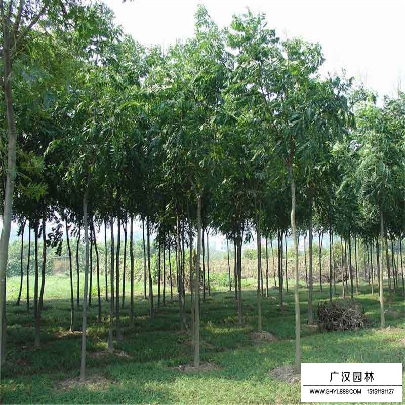 黃山欒樹價(jià)格