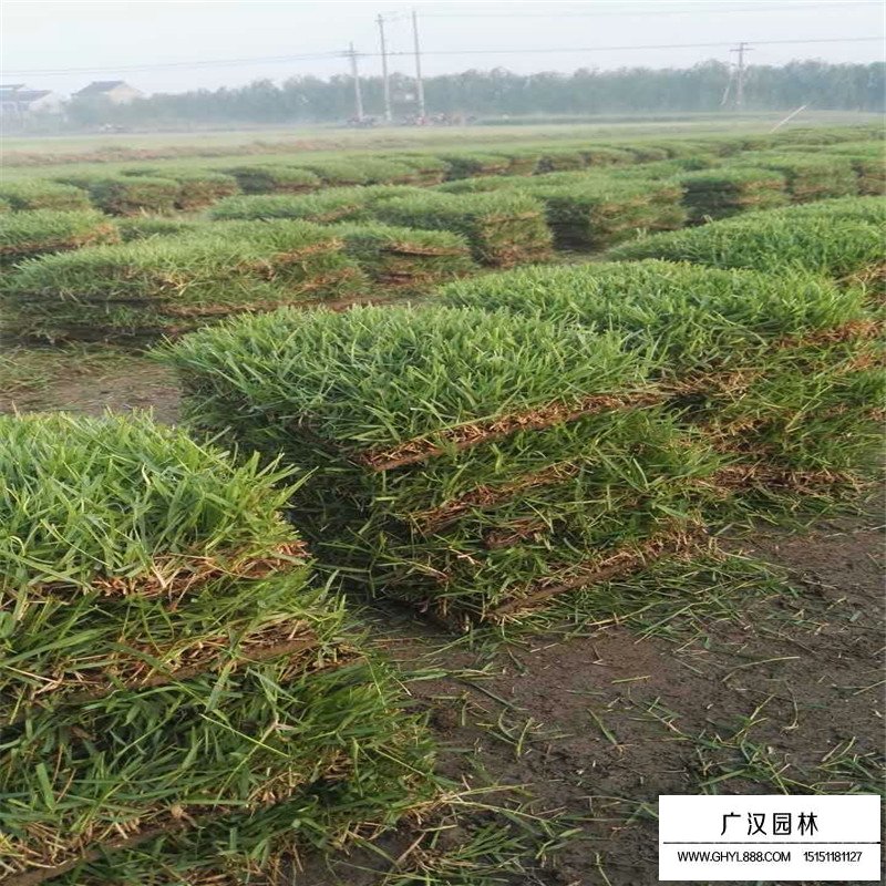 百慕大草坪價格