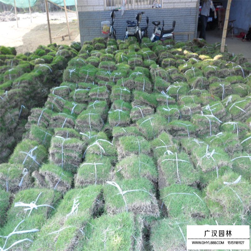 百慕大草坪價格