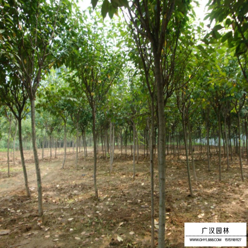 福建山櫻花價(jià)格