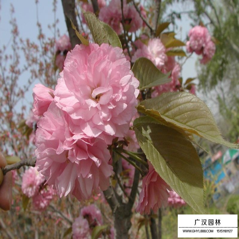 福建山櫻花價(jià)格