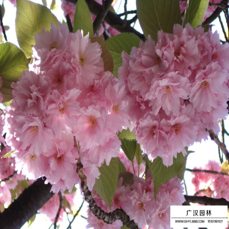 福建山櫻花價(jià)格