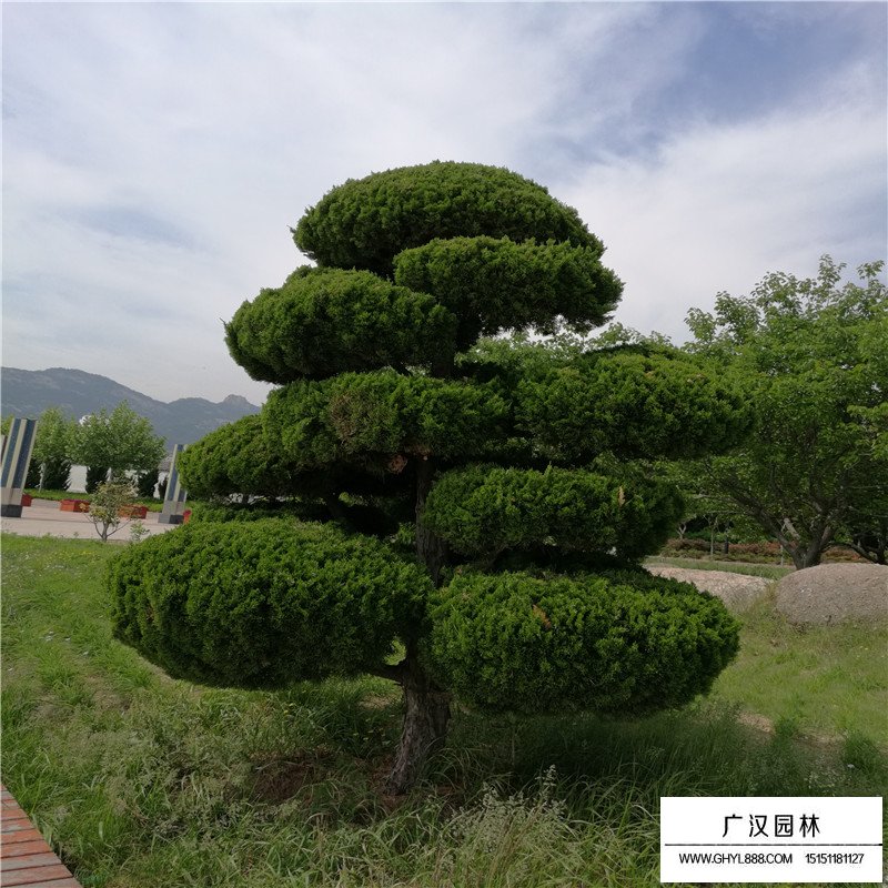 造型龍柏產(chǎn)地