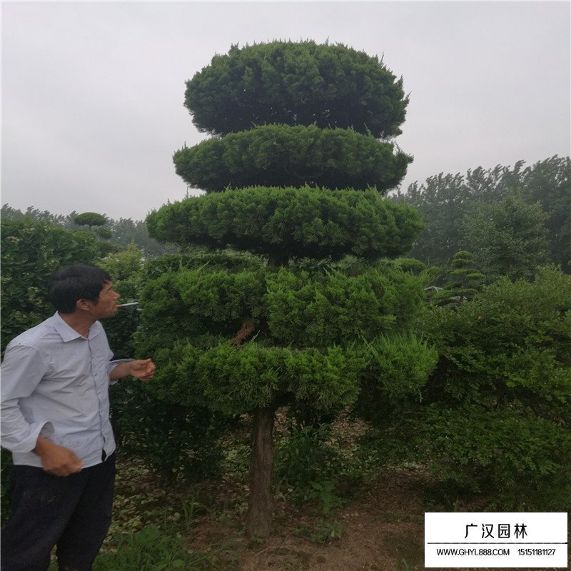 造型龍柏產(chǎn)地