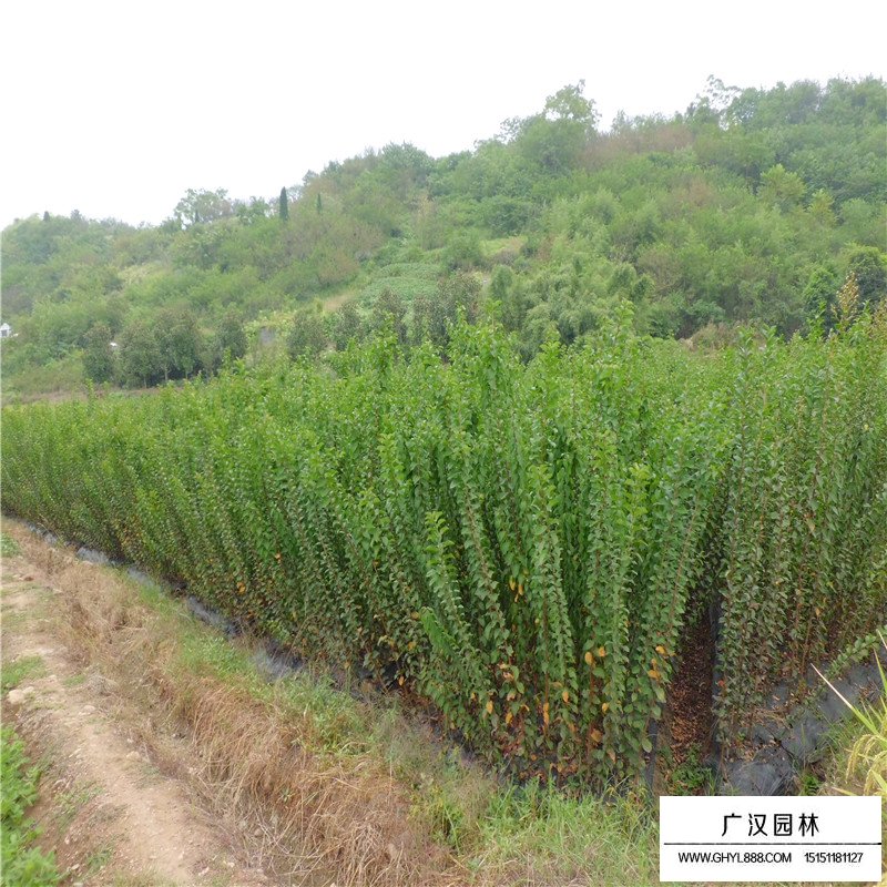 速生紫薇產(chǎn)地