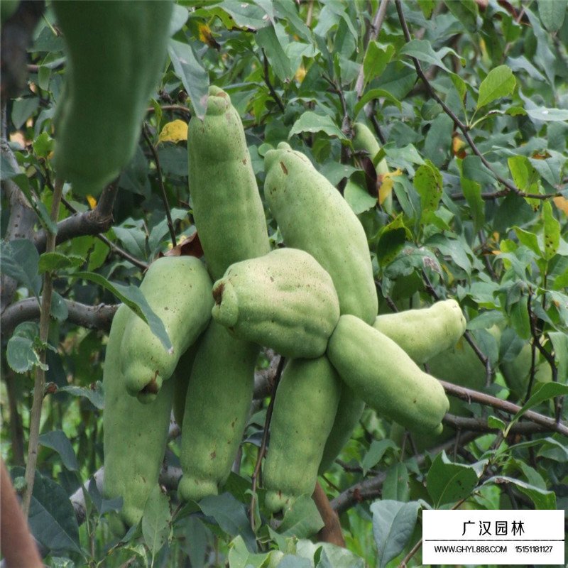 木瓜樹產(chǎn)地