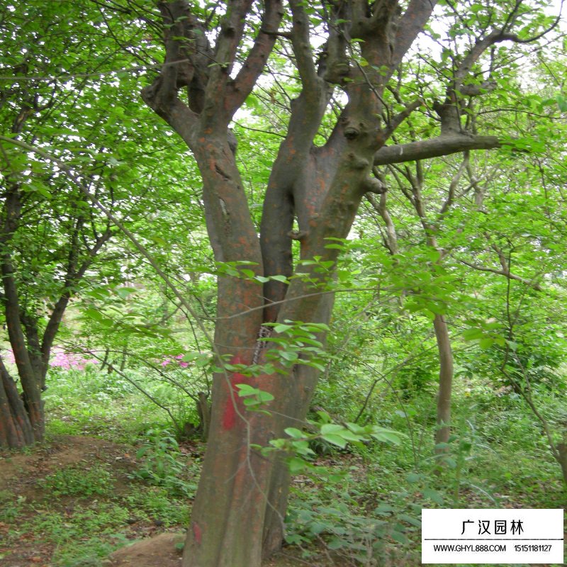 木瓜樹產(chǎn)地