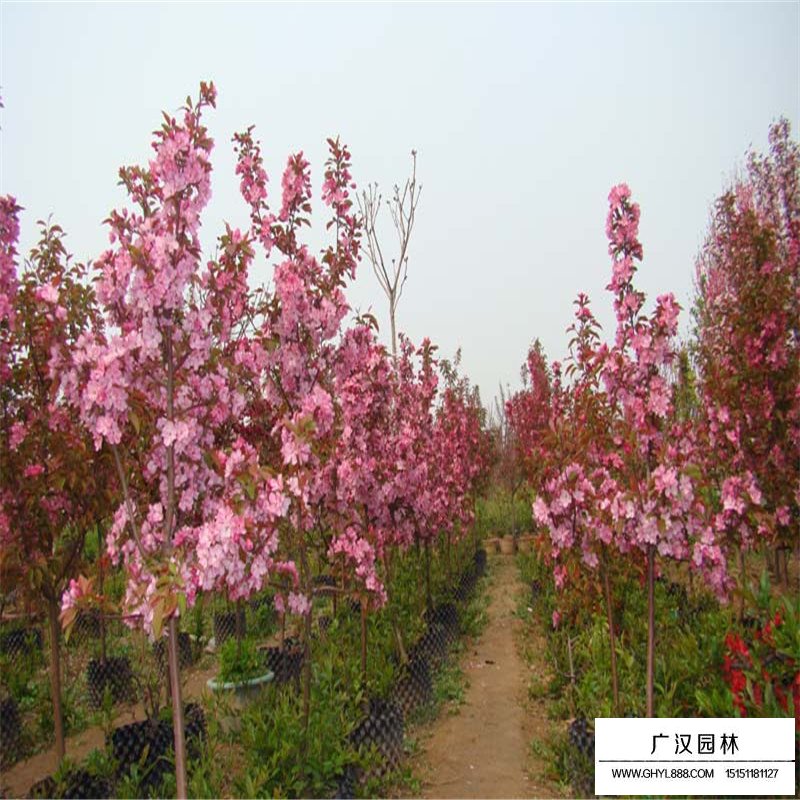 木瓜樹產(chǎn)地