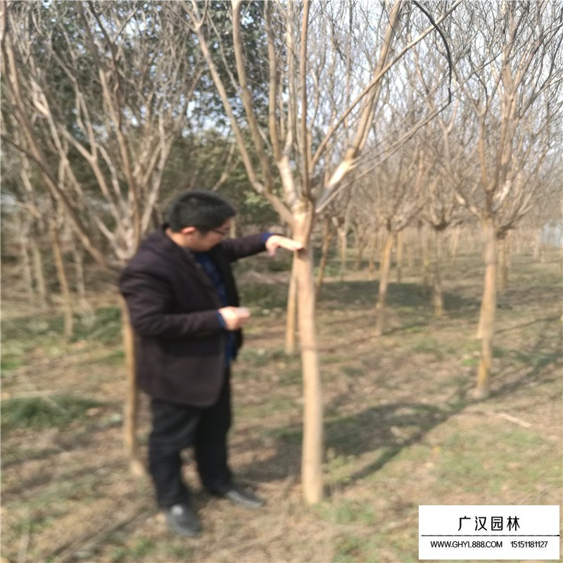 老紫薇產(chǎn)地