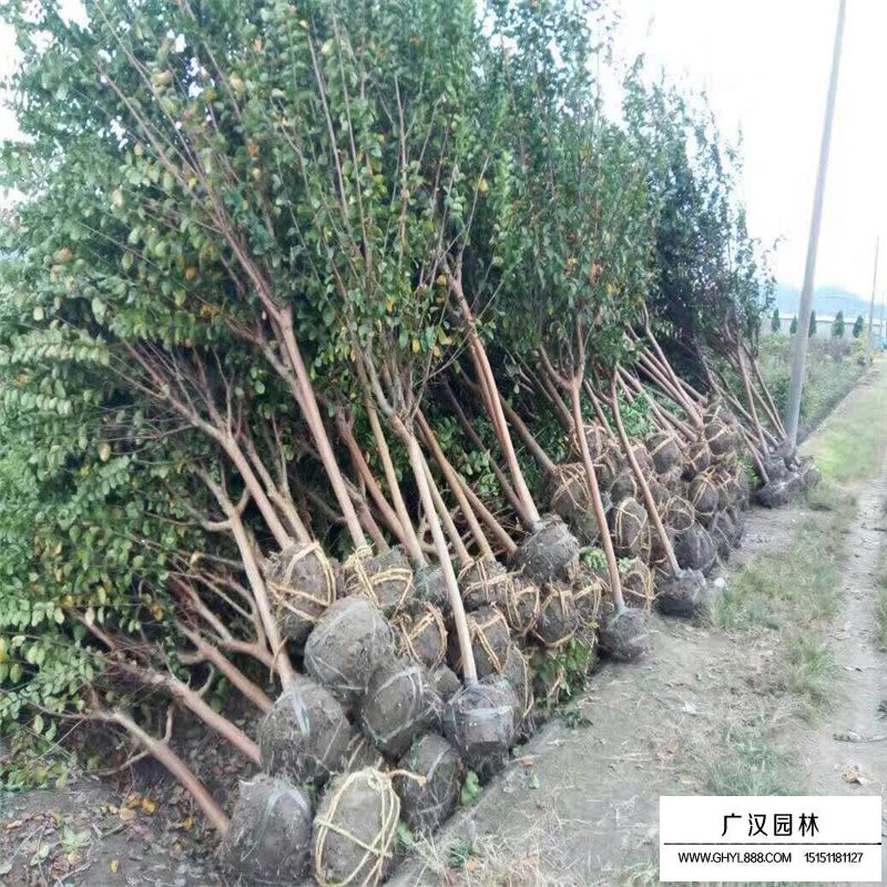 老紫薇產(chǎn)地