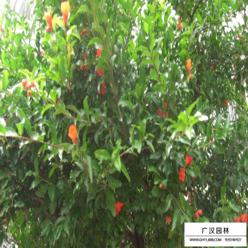 叢生花石榴產(chǎn)地