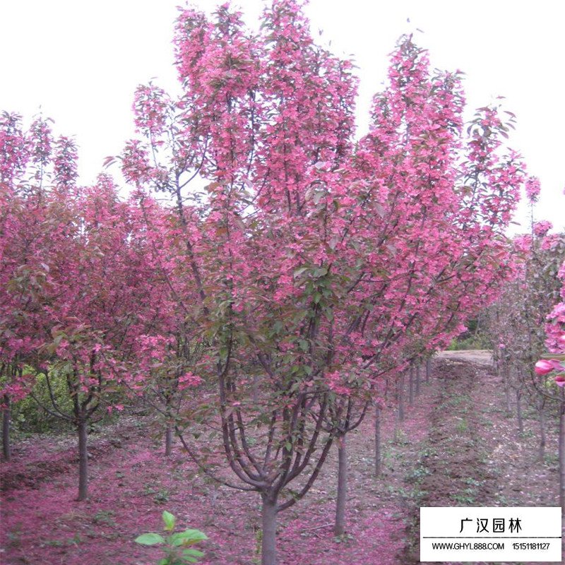 海棠樹產(chǎn)地