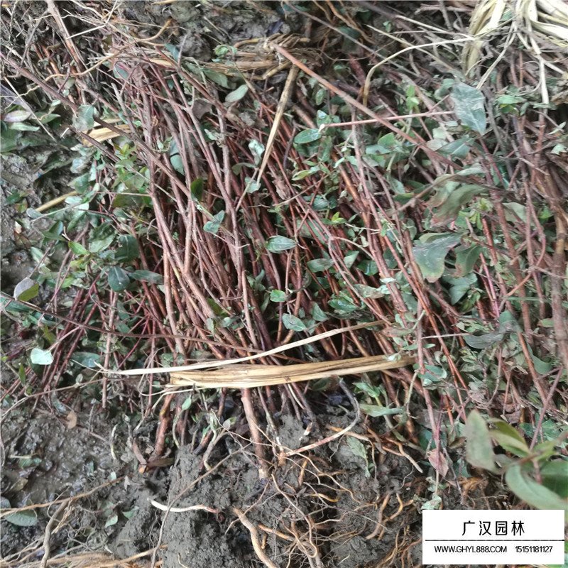 金絲桃產(chǎn)地