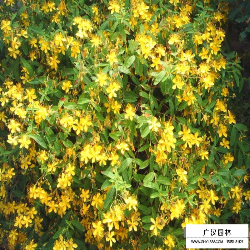 金絲桃產(chǎn)地