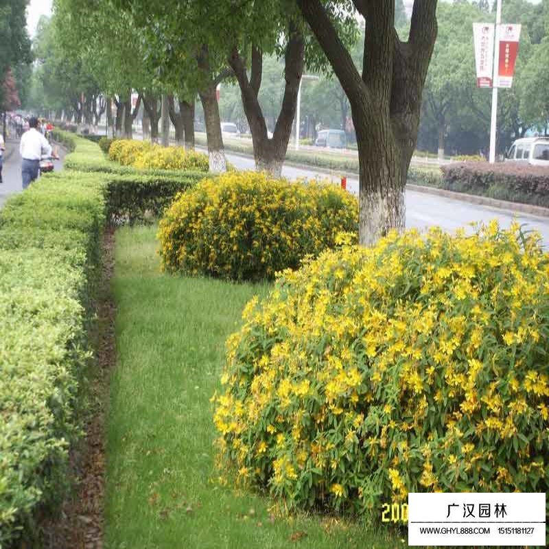 金絲桃產(chǎn)地