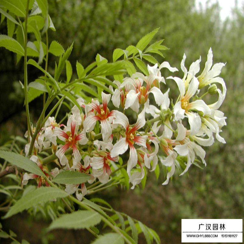 金銀木產(chǎn)地