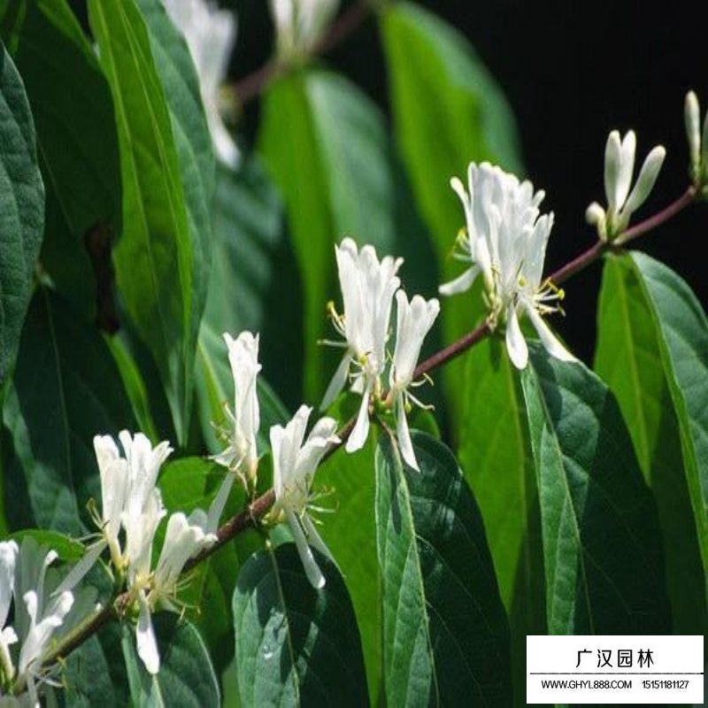 金銀木產(chǎn)地