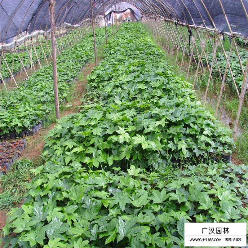 八角金盤產(chǎn)地