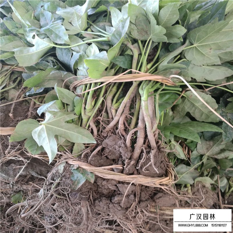 八角金盤價(jià)格