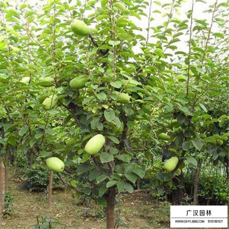 木瓜樹(shù)病蟲(chóng)害