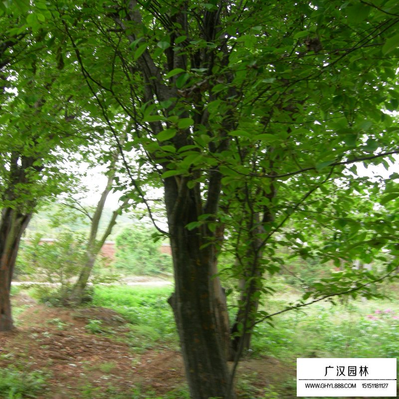 木瓜樹(shù)病蟲(chóng)害